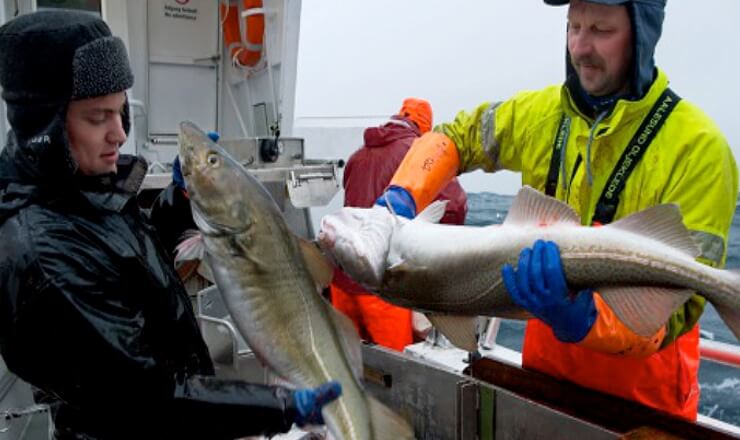 El pata negra dels nordics