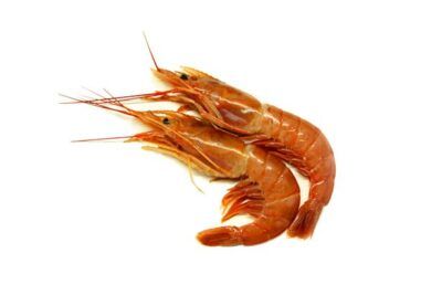 gamba langostinera langostino austra