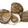 Ostra gallega especial (12 u.)