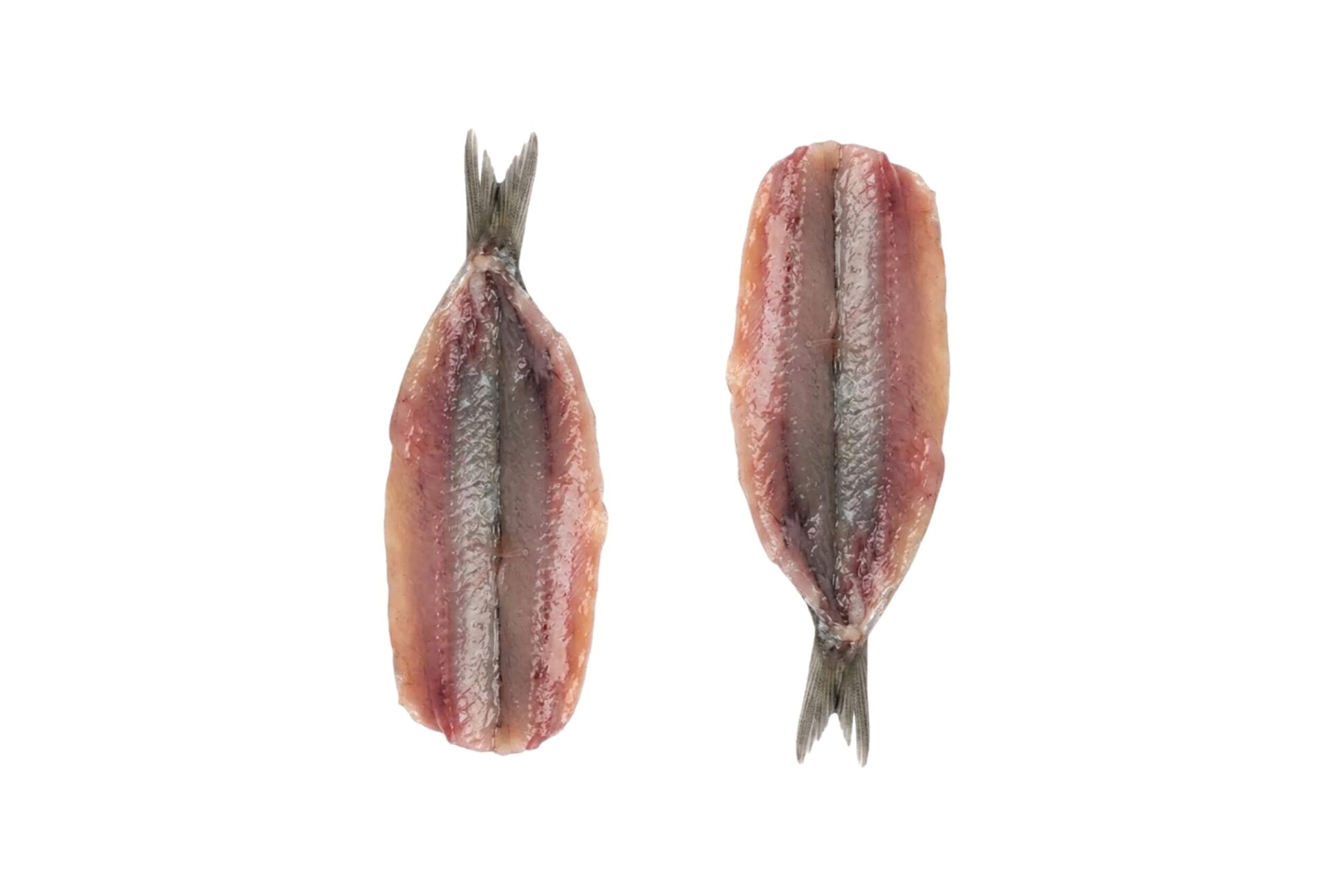 Sardina (500g) - Imagen 2