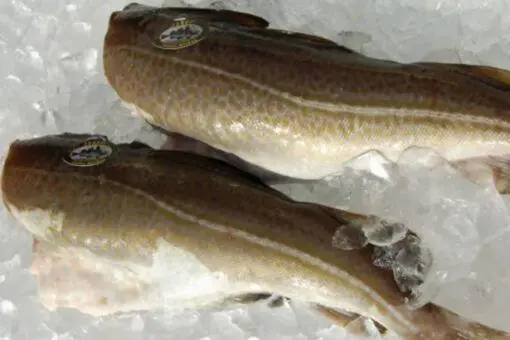 Bacalao fresco (1.5kg) - Imagen 2