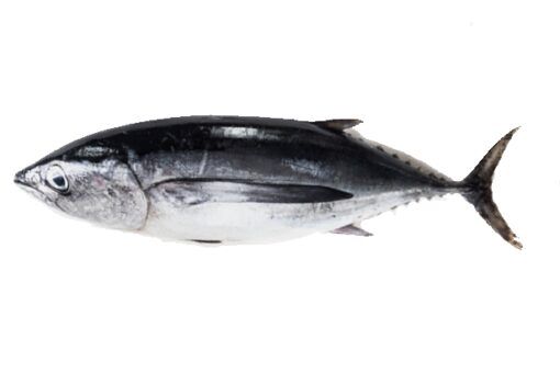 Bonito fresco Peix A Casa