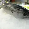 Bonito (2kg) - Imagen 3