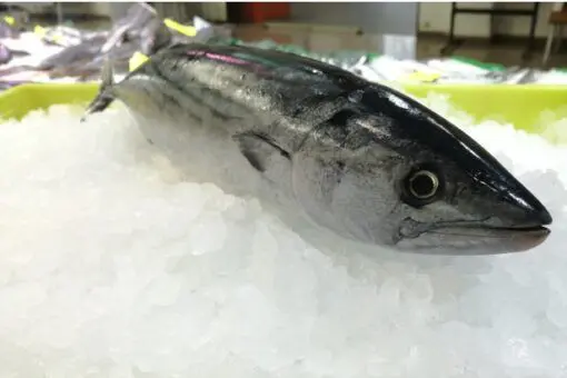 Bonito (2kg) - Imagen 3