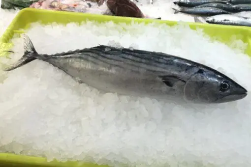 Bonito (2kg) - Imagen 4