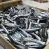 Boquerón grande (500g) - Imagen 2