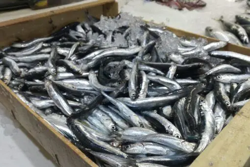 Boquerón grande (500g) - Imagen 2