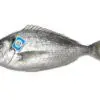 dorada nacional fresca pescado azul