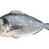 Dorada salvatge fresca