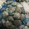Chirla pequeña en malla (500g) - Imagen 2