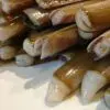 Navajas (500g) - Imagen 2