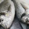 Dorada nacional (550g) - Imagen 3