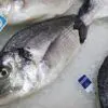 Dorada nacional (550g) - Imagen 2