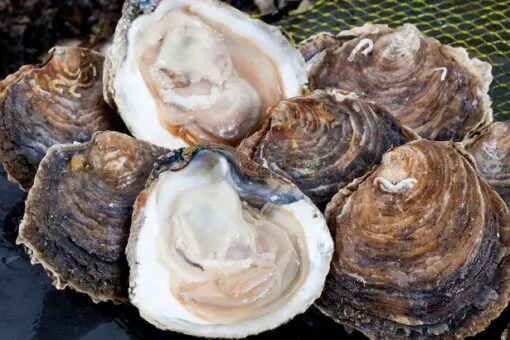 Ostra gallega especial (12 u.) - Imagen 2