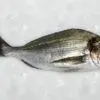 Dorada salvaje (1Kg) - Imagen 2