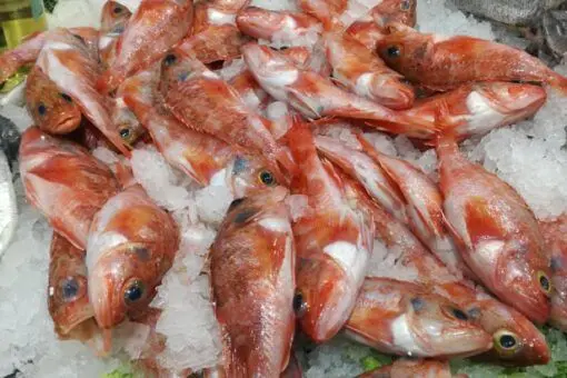 Pescado de roca (Para hacer caldo o fumet) (1kg) - Imagen 3