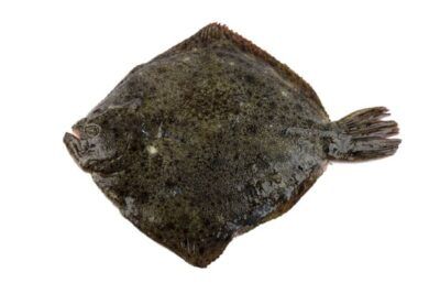 rodaballo gallego turbot aqüicultura