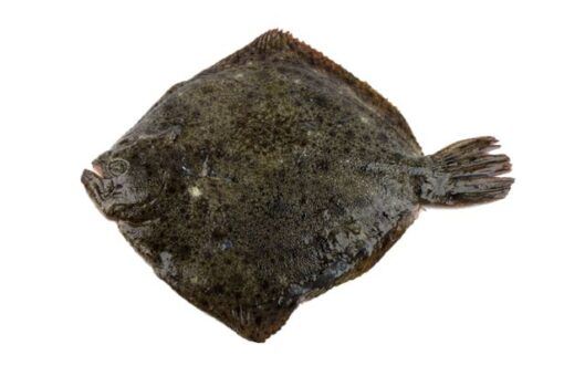 rodaballo gallego turbot aqüicultura