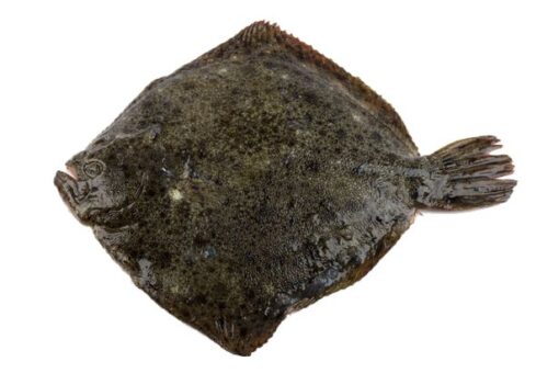 rodaballo fresco gallego turbot de aqüicultura