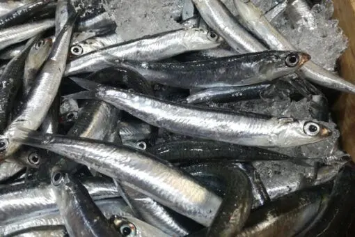 Boquerón grande (500g) - Imagen 3