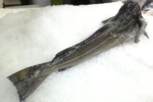 Bacalao fresco (1.5kg) - Imagen 4