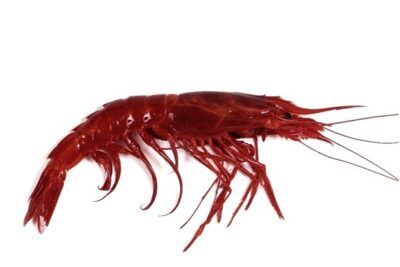 carabineros frescos marisco