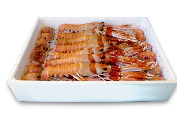 moneda Perforar Senado Cigala congelada nº 3 (caixa 1,5kg 28/30u.) - Pescadería Online Peix a Casa