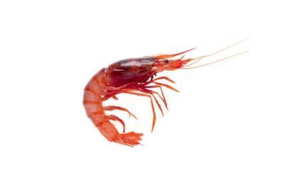 gamba roja fresca de palamos