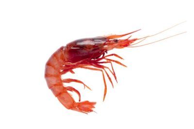 gamba roja fresca de Palamós