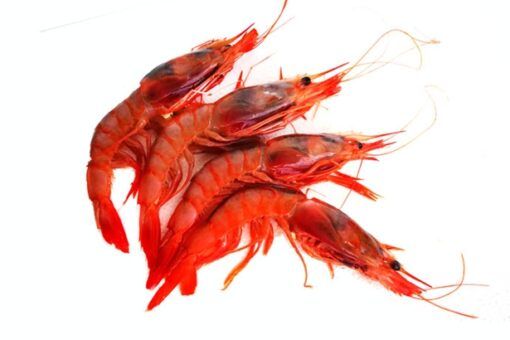 Gamba roja