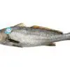 corbina nacional fresca Peix A Casa