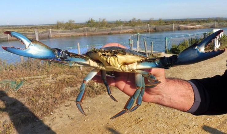 cangrejo azul del delta, cranc blau