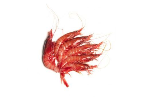 Gamba roja fresca de palamós