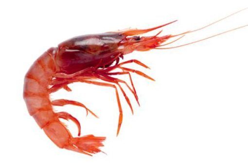 gamba roja de palamos