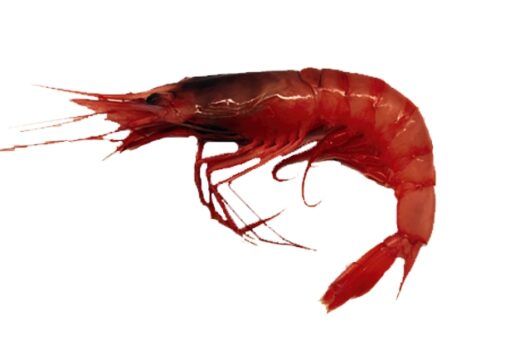 gamba vermella gamba roja