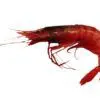 gamba vermella gamba roja mediana