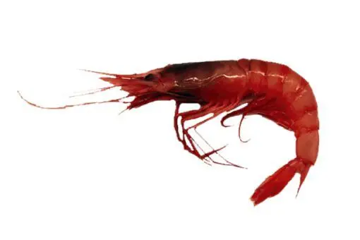 gamba vermella gamba roja mediana