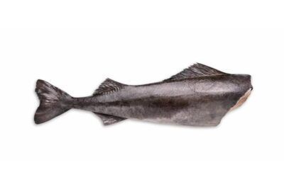 fogonero bacalao negro bacallà negre