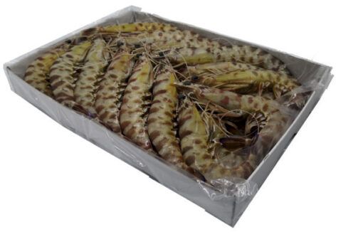 LANGOSTINO TIGRE EN CAJA DE 1 KG MARISCO