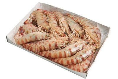 langostino tigre del Mediterràneo