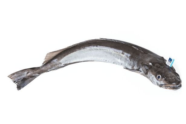 Merluza de palangre (2 Kg) - Pescadería Online Peix a Casa