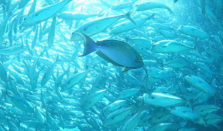 Diferències: Peix ecològic i peix sostenible