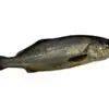 corvina salvaje