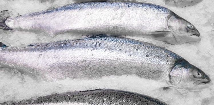 Detectar destilación Anotar Cómo congelar pescado? | Peixacasa