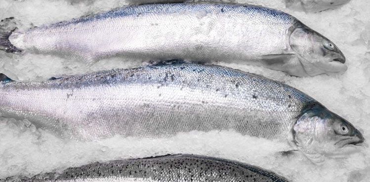 Cómo mantener el pescado fresco por más tiempo