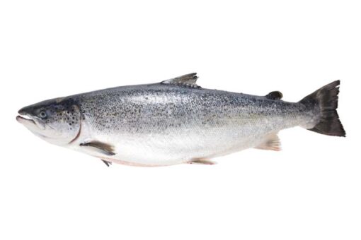 Bömlo criterion salmón