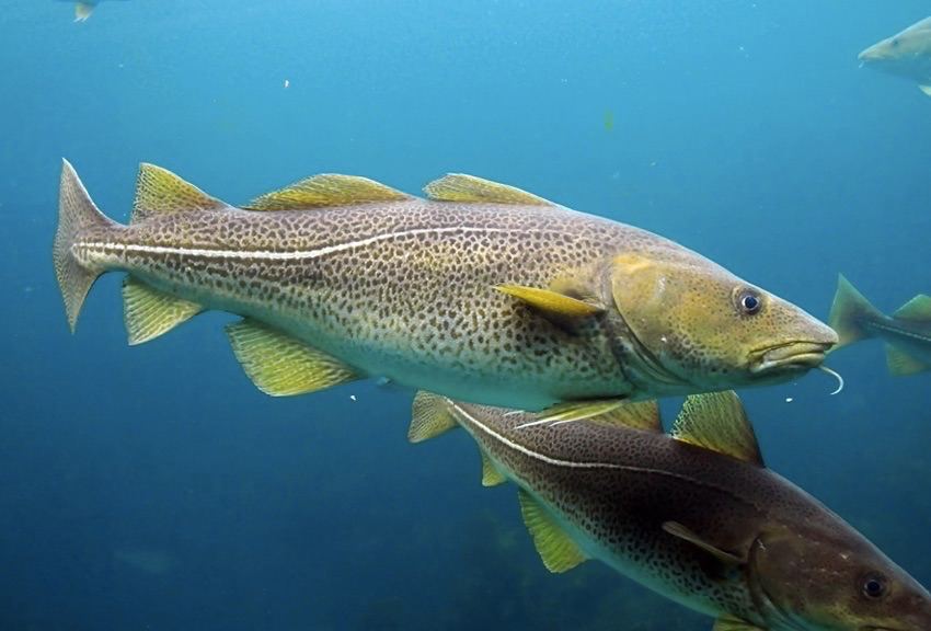 Bacalao Skrei