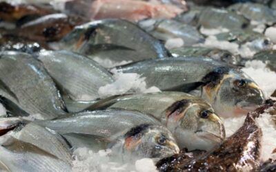 Guía para identificar y preparar pescado fresco
