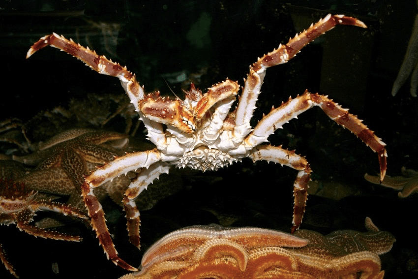 Alaskan king crab