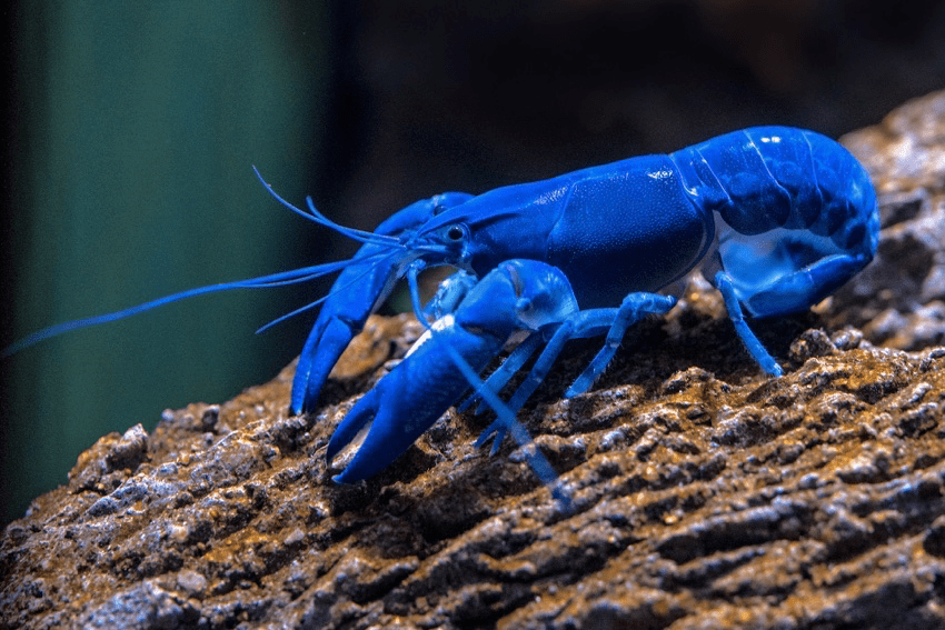 Blue lobster